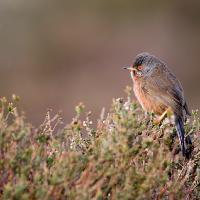 Buntings & Warblers